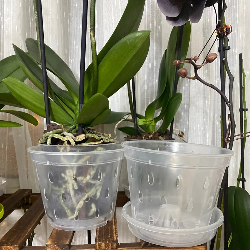 Self Watering Orchid Pot